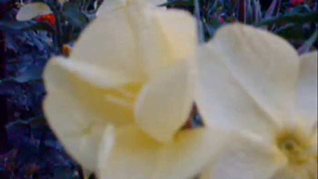 Цветок "Ночная свечка" смотреть онлайн