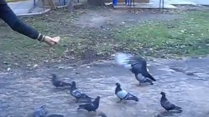 Кормит голубей)