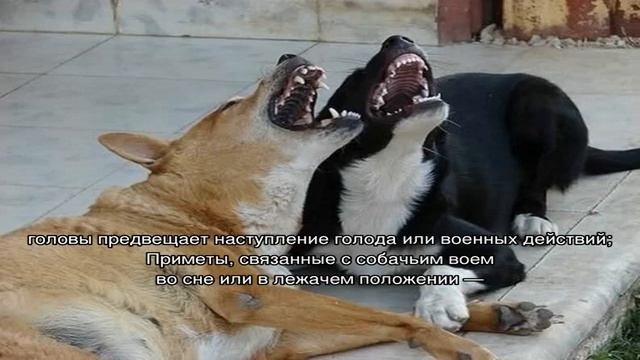 Почему собака воет по ночам во дворе: причины