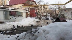 Николаевские голуби Сергея Родионова. (Продажа голубей). Волгоград. Часть 153