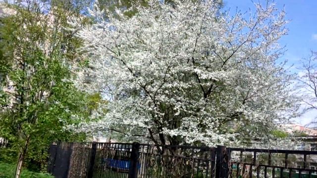 ДВОР - МАЙ - ДЕРЕВЬЯ В ЦВЕТУ ЧЕРЁМУХА, ВИШНЯ смотреть онлайн