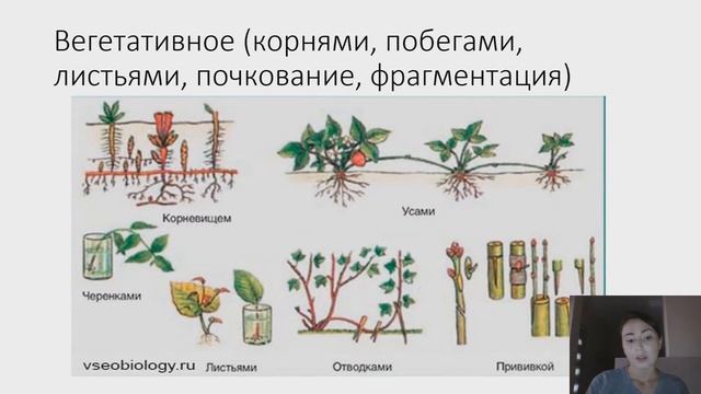 Способы размножения. Типы полового и бесполого размножения