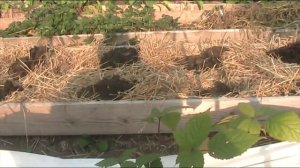 Подготовка грядки под чеснок (пассивный вариант) // Секреты хороших урожаев.