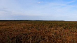 Ельня - Беларусские болота / Yelnya - the Belarusian Swamp