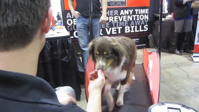 dogPACER - Best Dog Treadmill Alpha Pet International смотреть онлайн