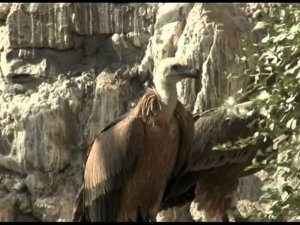 Хосров Сипы. Khosrov Griffon Vulture