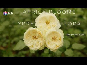 GFG | Africa Blooms & Xpressions Flora | Кения 2021 | Кенийские розы