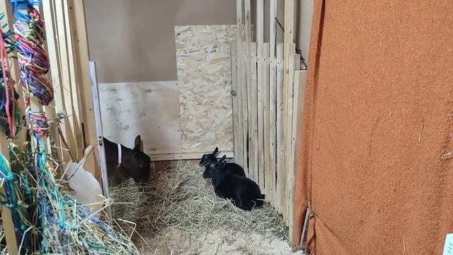 Мама коза не хочет кормить двухнедельную дочку.