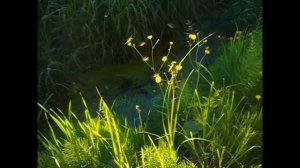 Божьи коровки и комары в лучах предзакатного солнца