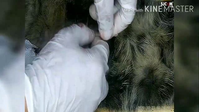 Стерилизация кошки (Овариогистероэктомия) смотреть онлайн