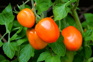 Томаты. Как увеличить количество рассады? (Tomatoes. How to increase the number of seedlings?)