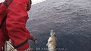 Giant Skrei Cod Fishing in the Norwegian Sea Havoysund, Norway 🇳🇴