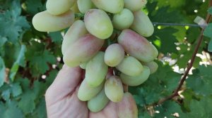 СУПЕР НОВИНКИ 2024! 🍇🍇🍇 WhatsApp и Viber +79528500417, ТЕЛ. +79054033245.