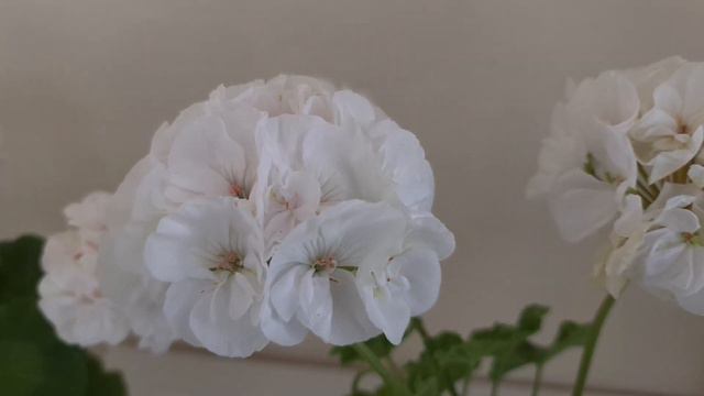 Белые сеянцы смотреть онлайн