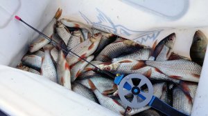 ЭТОТ СПОСОБ СТОИТ ПОПРОБОВАТЬ! Ловля плотвы на безмотылку