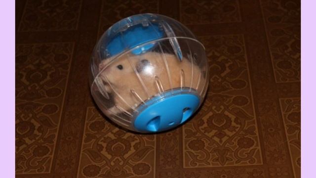 Почему хомякам запрещены прогулочные шары смотреть онлайн