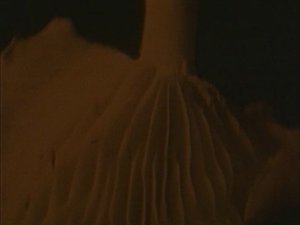 Paradise Lost - Embers Fire (Official Video)