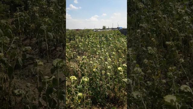 Подсолнух начинаю собирать те что начали подсыхать