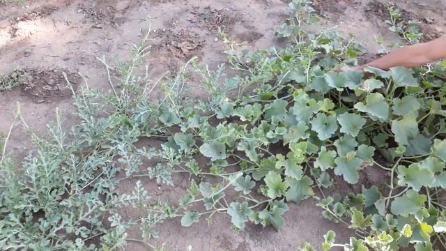 Дыньки на даче завязались смотреть онлайн