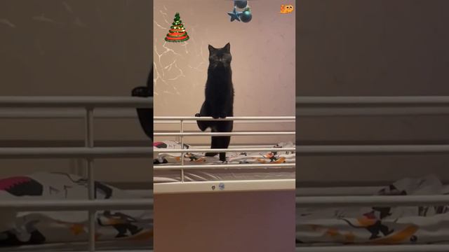 🙀 Ну, что вы к празднику там повесили?🎄Новогодние шары? 😹Бесполезная вещь!😹Сосиски надо и колбасу! смотреть онлайн