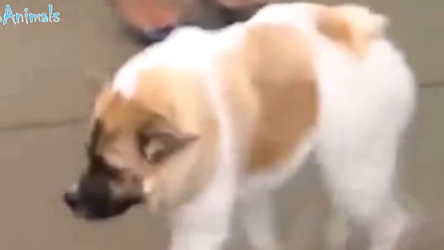 ПРИКОЛЫ С ЖИВОТНЫМИ | FUN WITH ANIMALS #399 смотреть онлайн