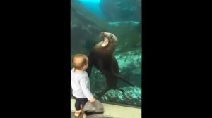 Морской Лев играет с малышом