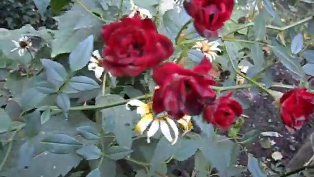 ~~~КРАСНЫЕ РОЗЫ - СИМВОЛ ЛЮБВИ ! ~~~Filin Rezwiy-Video~~~ смотреть онлайн