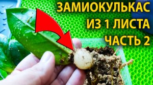 💥 Посади так, чтобы замиокулькас рос как сумасшедший! 🏆 Секреты успешной пересадки замиокулькаса