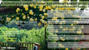ПЛЕТИСТЫЕ РОЗЫ. 1 часть. Классификация: рамблеры и клаймберы. Питомник ? и ? Е. Иващенко