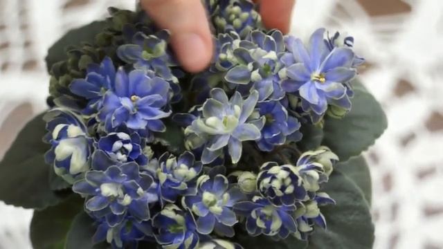 Фиалка (сенполия)Н-Адам,Н. Бердникова,мини.