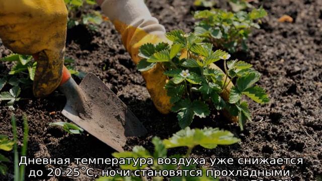 Почва для клубники