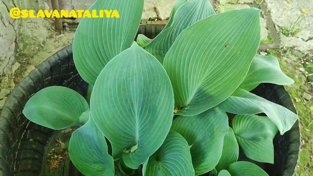 Что посадить в тенистых уголках сада смотреть онлайн