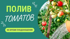 Полив томатов во время плодоношения - это очень важно!