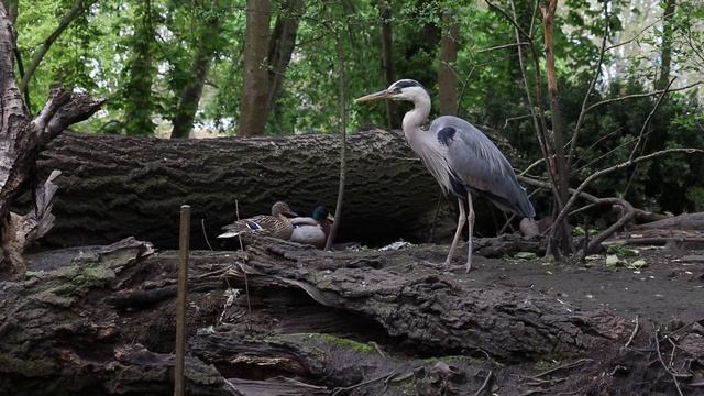 Успокаивающее пение птичек в гармонии с легкой музыкой,  нежная музыка для души