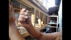 Клетка для кроликов своими руками!!! Часть 4-я!!! Финальная сборка!!!Rabbit-hutch.