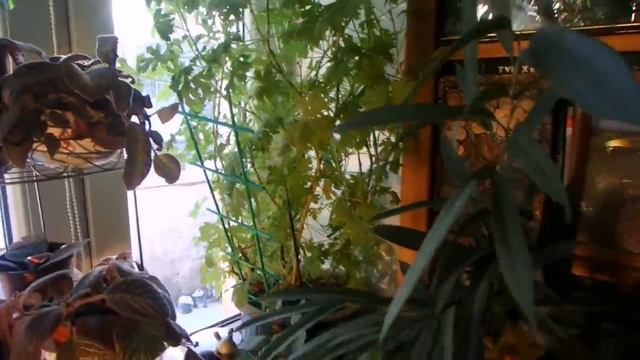 комнатные растения в декабре 2019 смотреть онлайн