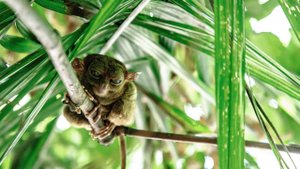 ИНТЕРЕСНЫЙ ЗВЕРЬ: ДОЛГОПЯТ