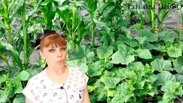 Что МОЖНО сажать рядом с ОГУРЦАМИ на ОДНОЙ ГРЯДКЕ?!