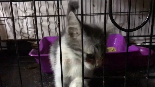 Кошачий приют «Кошкин дом» нуждается в помощи
