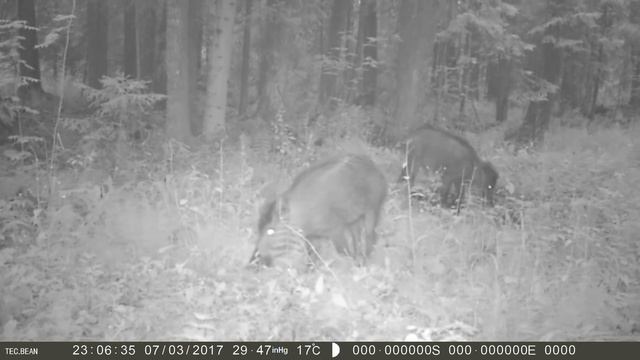 КОГО МОЖНО УВИДЕТЬ, ЕСЛИ ОСТАВИТЬ ВИДЕОКАМЕРУ В ЛЕСУ смотреть онлайн