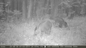 КОГО МОЖНО УВИДЕТЬ, ЕСЛИ ОСТАВИТЬ ВИДЕОКАМЕРУ В ЛЕСУ