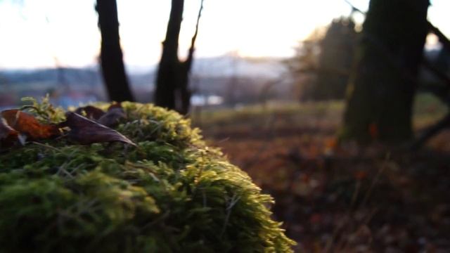 Sony Alpha 35 Test смотреть онлайн