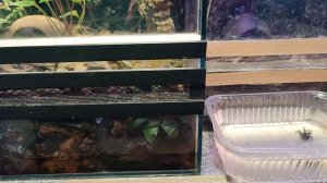 Разведение лягушек Древолазов (Dendrobates)