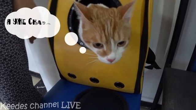 Котик Рыжик готовится к путешествию и знакомится с мафиозником смотреть онлайн