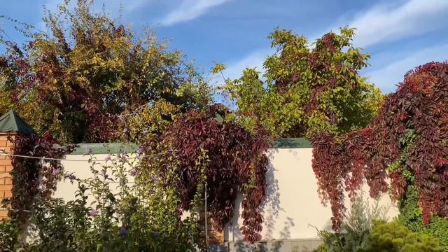 Без этих растений не представляю НАШ ОСЕННИЙ САД ! Хвойные, Злаки, Деревья… смотреть онлайн