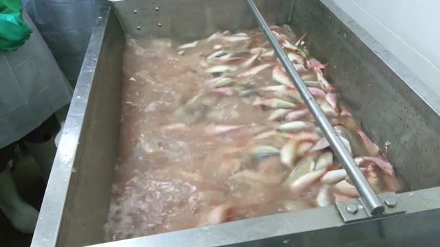 Surimi Processing (Fish Paste) part 1 смотреть онлайн