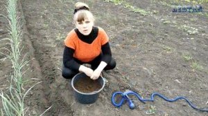 Тонкости посадки редиса! Как правильно посадить редис. Редис посадка выращивание уход посев.