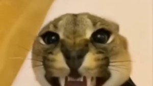 Кот Шлепа задает вопросы