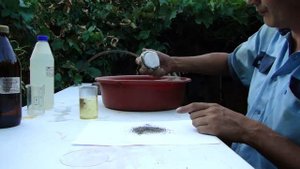 46 Золото в речном шлихи 1