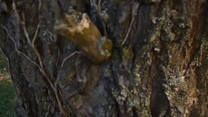 На видео ИВА ВАВИЛОНСКАЯ